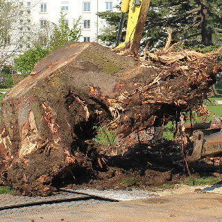 Dessouchage arbre et haie 09