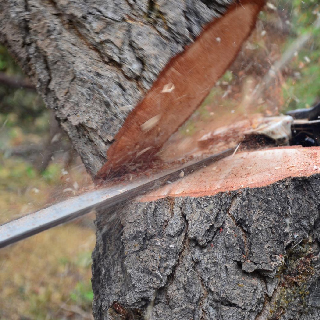 Entreprise abattage arbre 09